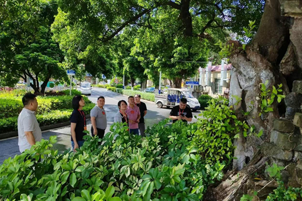 東莞：保護(hù)“綠色不動(dòng)產(chǎn)” 人大代表聚焦古樹名木保護(hù)